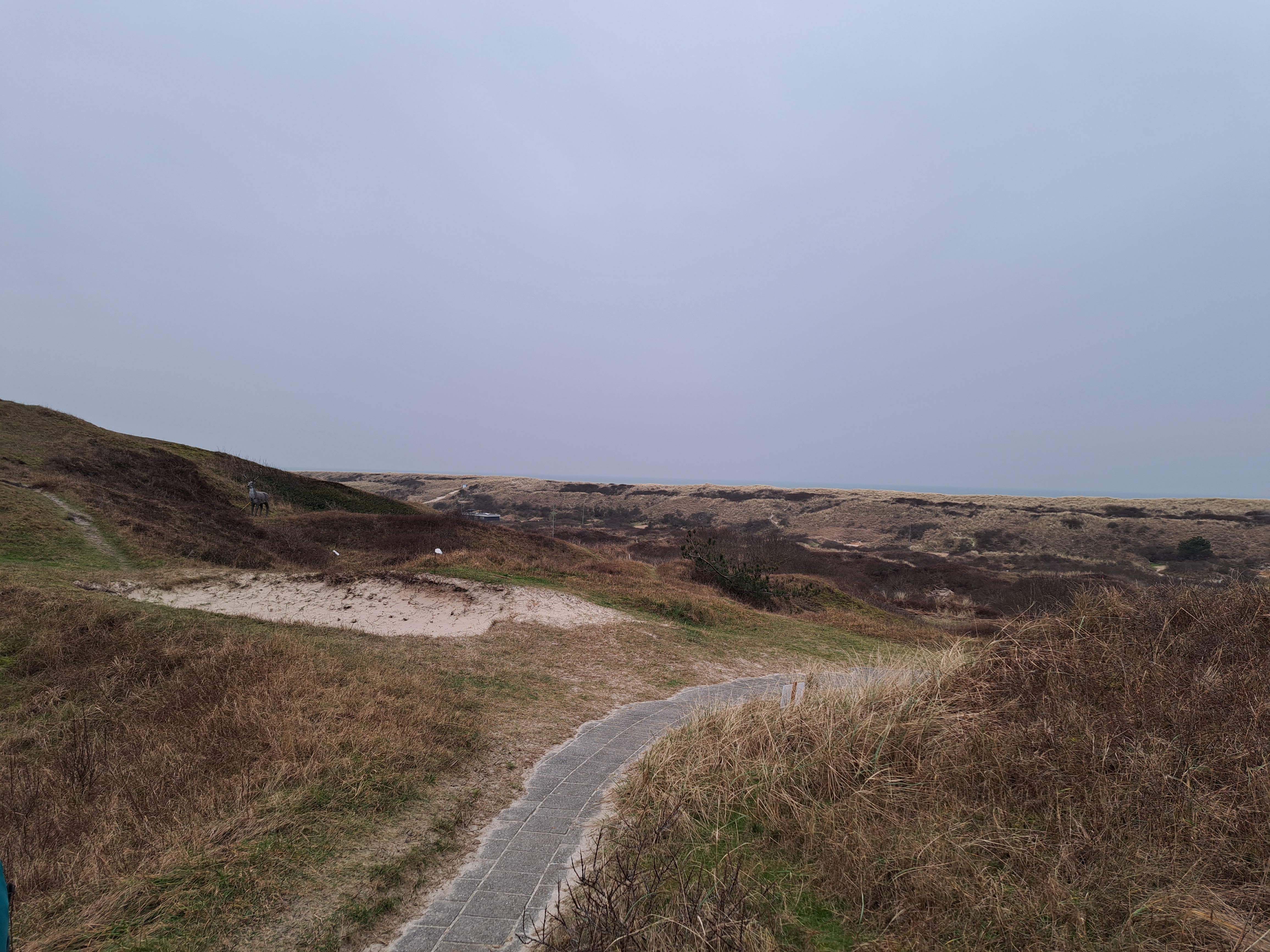 Winteranimal Texel